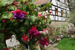 Bilder-vom-Appenhof-001